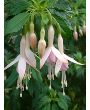 Fuchsia 'Whiteknights Pearl'