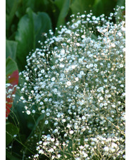 Gypsophila paniculata 'Bristol Fairy'