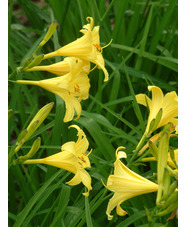 Hemerocallis thunbergii