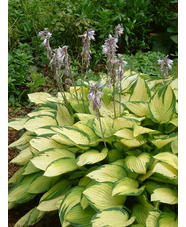 Hosta 'Gold Standard' (fortunei)