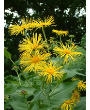 Inula magnifica