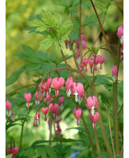 Lamprocapnos spectabilis