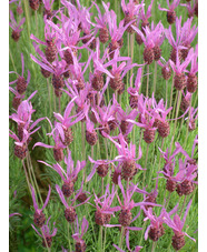 Lavandula pedunculata subsp. pedunculata