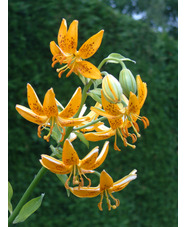 Lilium hansonii