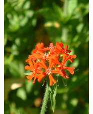 Silene chalcedonica