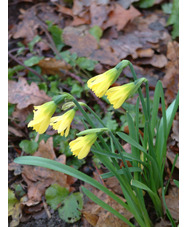 Narcissus 'Cedric Morris'