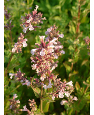 Nepeta grandiflora 'Dawn to Dusk'