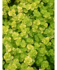 Origanum vulgare 'Aureum Crispum'