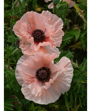 Papaver (Oriental Group) 'Juliane'