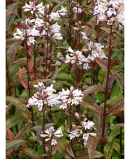 Penstemon digitalis 'Husker Red'