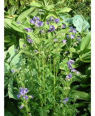 Polemonium caeruleum