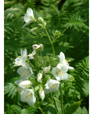 Polemonium caerulum subsp. caeruleum f. album