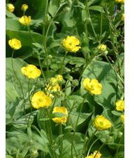 Ranunculus illyricus