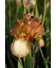 Iris 'Benton Nutkin'