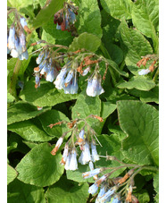 Symphytum ibericum 'Blaueglocken'