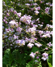 Thalictrum delavayi