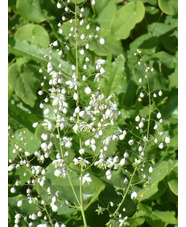 Thalictrum delavayi 'Album'