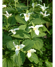 Trillium grandiflorum