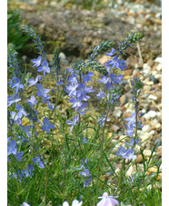 Veronica austriaca 'Ionian Skies'