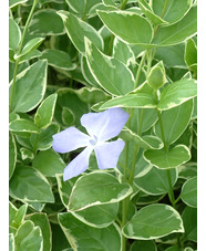 Vinca major 'Variegata'