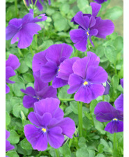 Viola 'Martin'