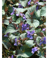 Viola riviniana Purpurea Group