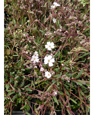 Gypsophila repens 'Dubia'