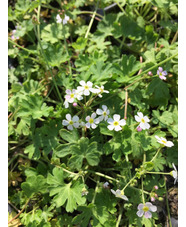 Androsace geraniifolia