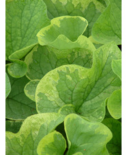 Brunnera macrophylla 'Hadspen Cream'