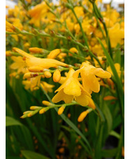 Crocosmia x crocosmiiflora 'Honey Angels'