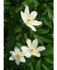 Anemone nemorosa 'Lychette'