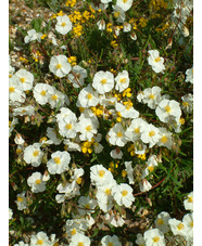 Helianthemum 'Wisley White'