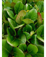 Bergenia 'Jo Watanabe'
