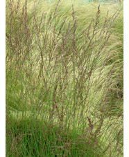 Molinia caerulea subsp. caerulea 'Edith Dudszus'