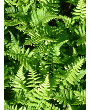 Dryopteris affinis