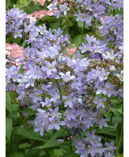 Campanula lactiflora