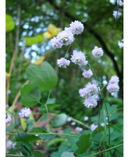 Thalictrum delavayi 'Hewitt's Double'