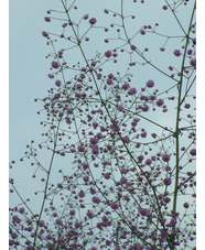 Thalictrum delavayi 'Hewitt's Double'