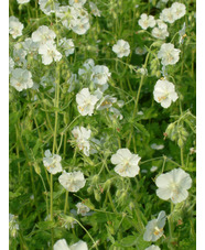 Geranium phaeum 'Album'