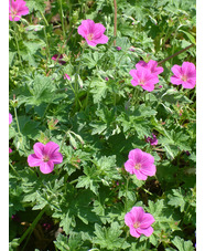 Geranium x riversleaianum 'Russell Prichard'