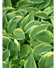 Hosta fortunei var. aureomarginata