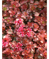 Sedum spurium 'Atropurpureum'