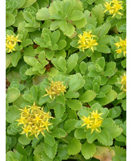 Sedum spurium 'Green Mantle'