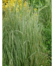 Calamagrostis x acutiflora 'Overdam'