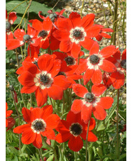 Anemone x fulgens