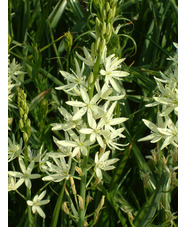 Camassia leichtlinii 'Alba'