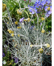 Helichrysum stoechas 'White Barn'