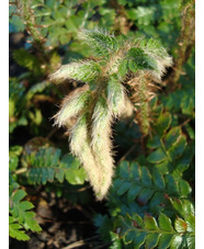 Polystichum polyblepharum