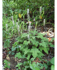 Tiarella wherryi