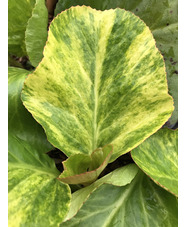 Bergenia cordifolia 'Tubby Andrews'